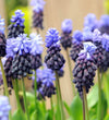 Muscari Latifolium Bulbs