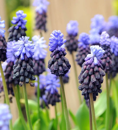 Muscari Latifolium Bulbs