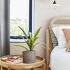 Dracaena Lemon & Lime