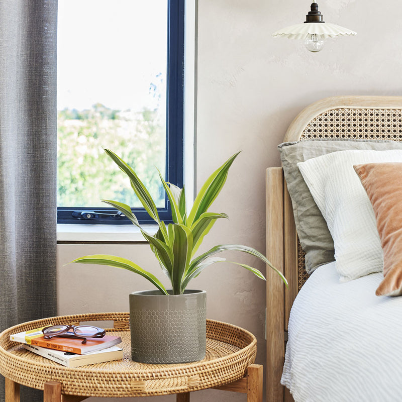 Dracaena Lemon & Lime
