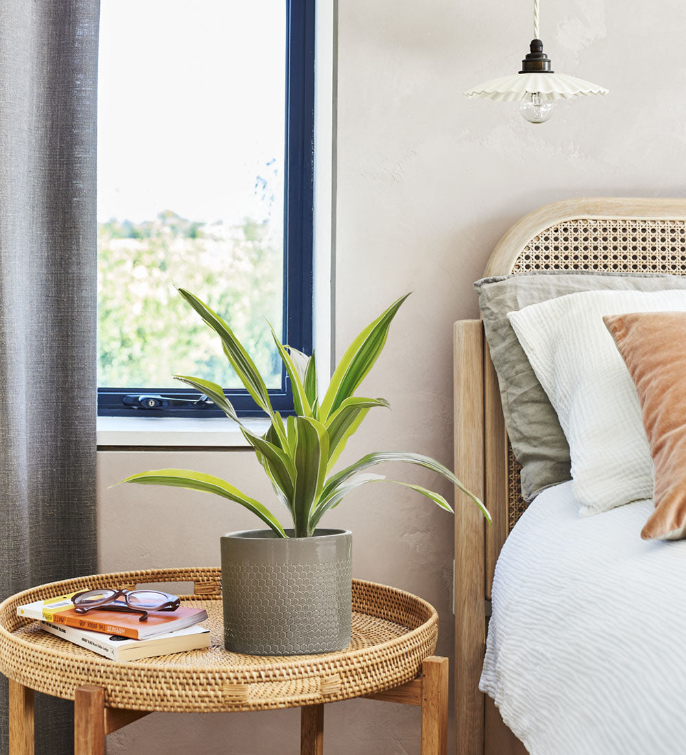 Dracaena Lemon & Lime