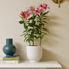 Oriental Lily & Pot