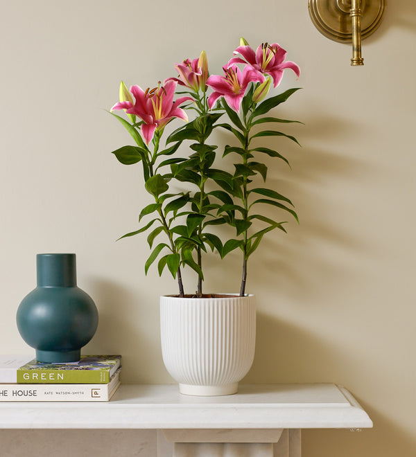 Oriental Lily & Pot
