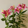 Oriental Lily & Pot