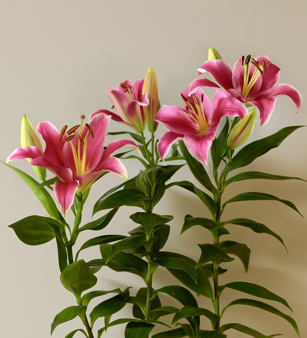 Oriental Lily & Pot