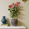 Oriental Lily & Pot