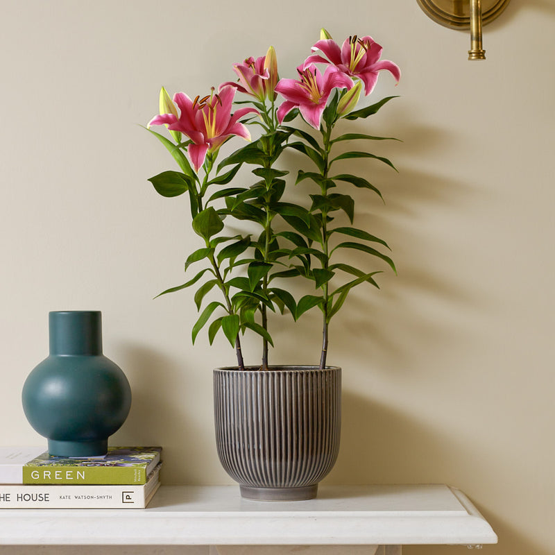 Oriental Lily & Pot