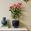 Oriental Lily & Pot