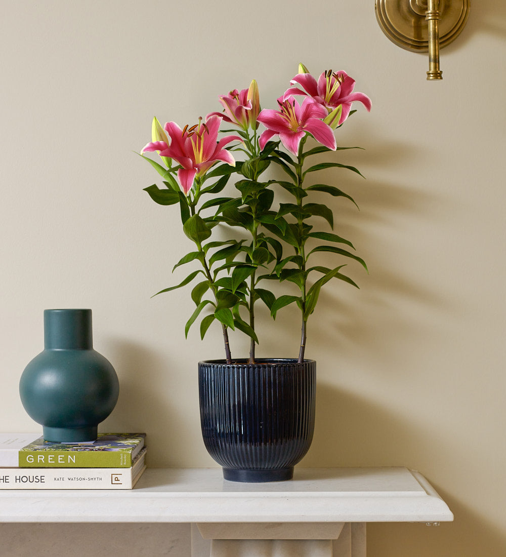 Oriental Lily & Pot