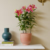 Oriental Lily & Pot