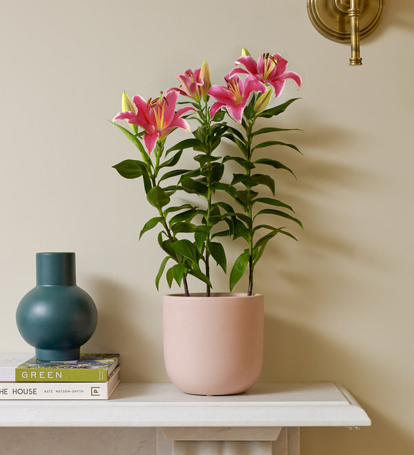 Oriental Lily & Pot