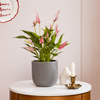Anthurium Lilli & Pot