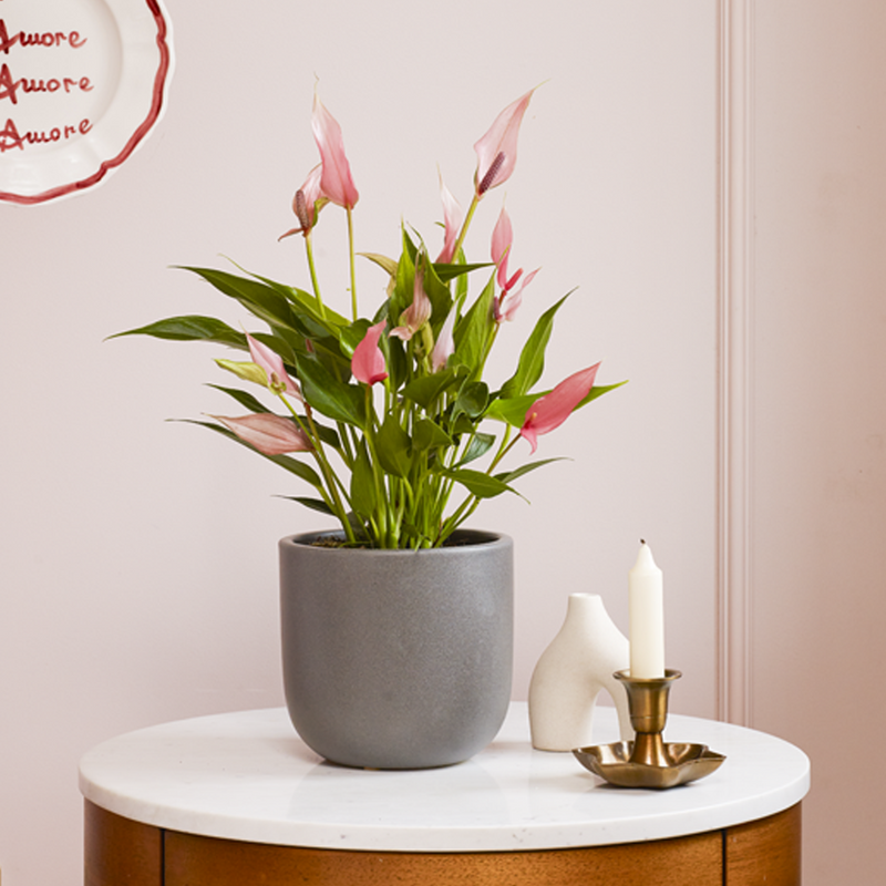Anthurium Lilli & Pot