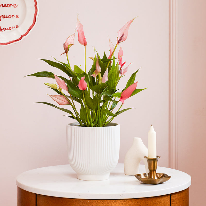 Anthurium Lilli & Pot