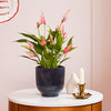 Anthurium Lilli & Pot