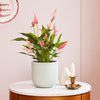 Anthurium Lilli & Pot