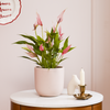Anthurium Lilli & Pot
