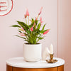 Anthurium Lilli & Pot
