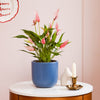 Anthurium Lilli & Pot