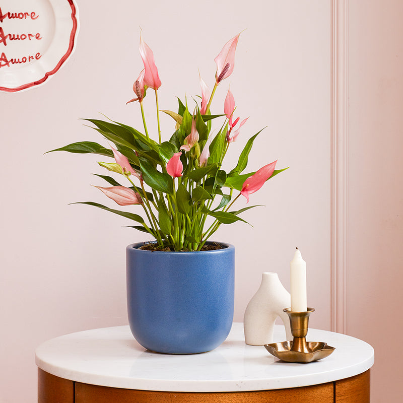 Anthurium Lilli & Pot