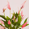 Anthurium Lilli & Pot