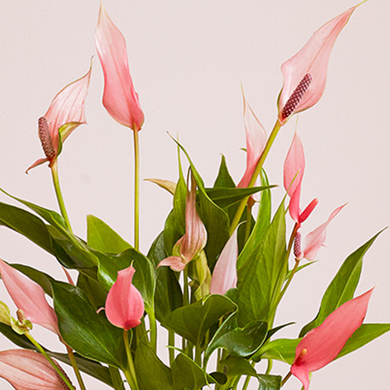 Anthurium Lilli & Pot