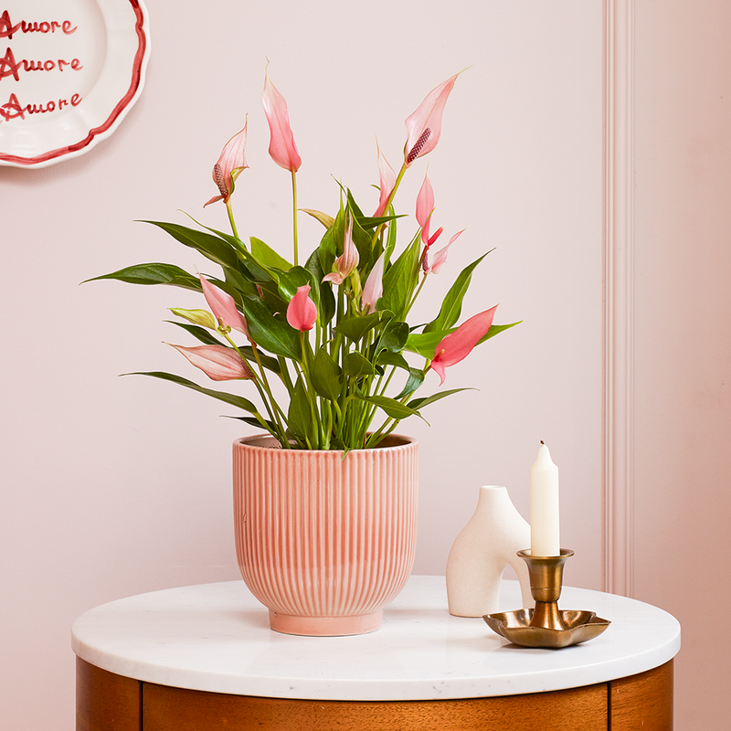Anthurium Lilli & Pot