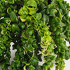 Lipstick Plant