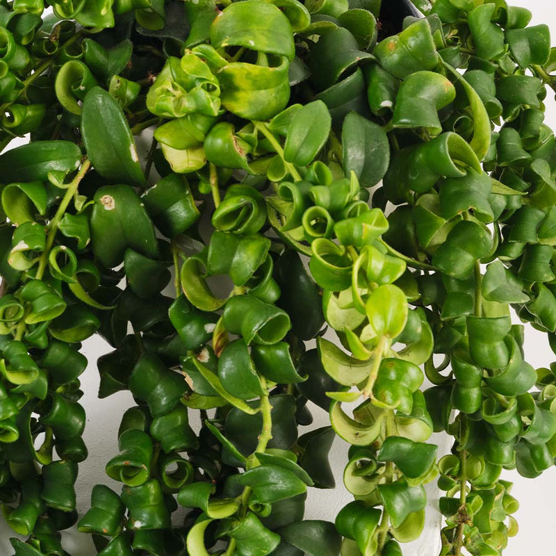 Lipstick Plant