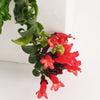Lipstick Plant