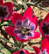 Tulip Little Beauty Bulbs