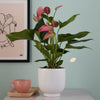 Anthurium