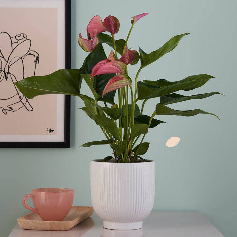 Anthurium