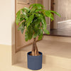 Money Tree