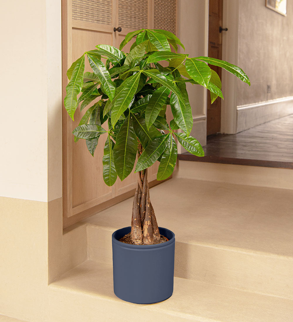 Money Tree