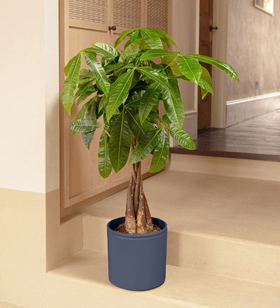 Money Tree