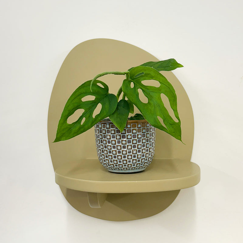 Mini Monstera Obliqua & Pot