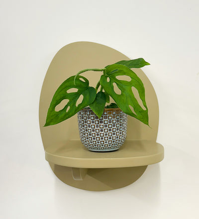 Mini Monstera Obliqua & Pot