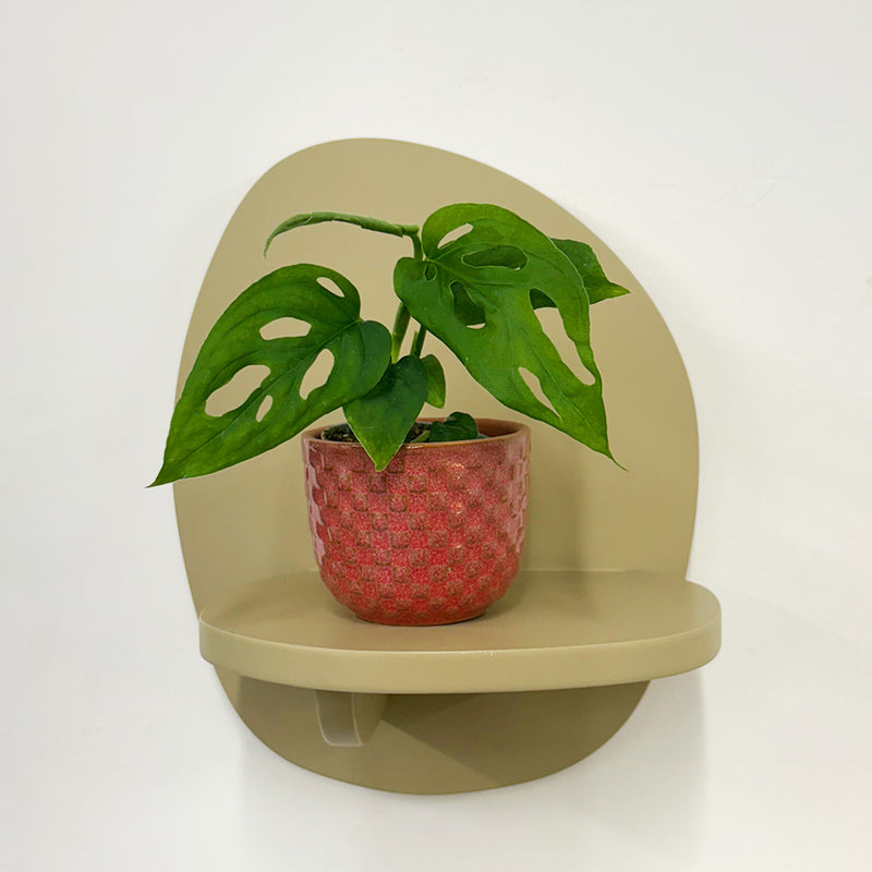 Mini Monstera Obliqua & Pot