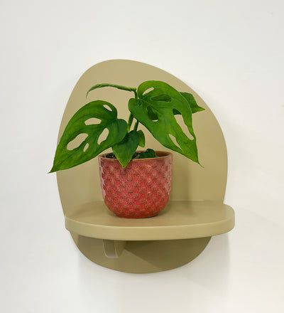 Mini Monstera Obliqua & Pot