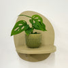 Mini Monstera Obliqua & Pot