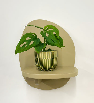 Mini Monstera Obliqua & Pot