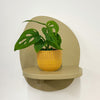Mini Monstera Obliqua & Pot