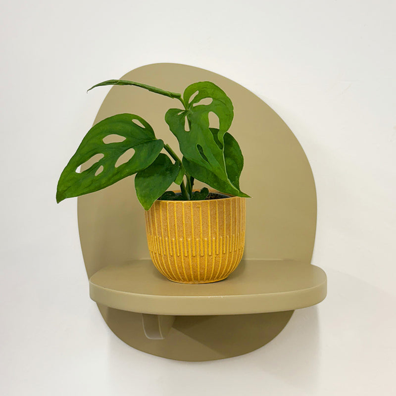Mini Monstera Obliqua & Pot