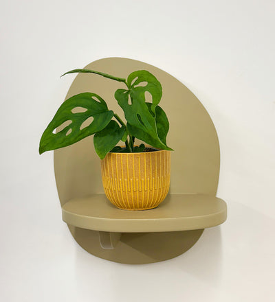 Mini Monstera Obliqua & Pot