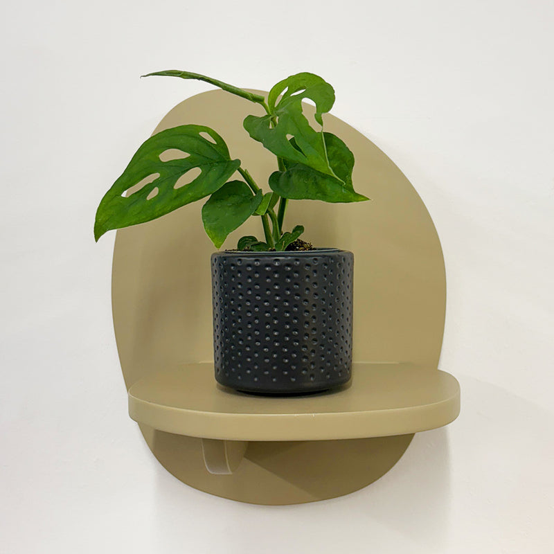 Mini Monstera Obliqua & Pot