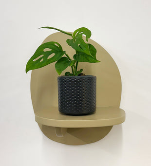 Mini Monstera Obliqua & Pot