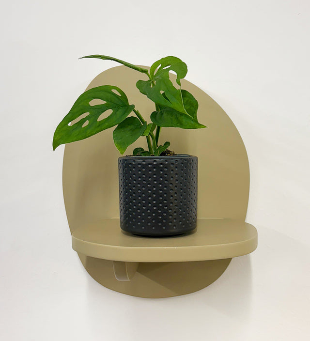 Mini Monstera Obliqua & Pot