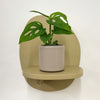 Mini Monstera Obliqua & Pot