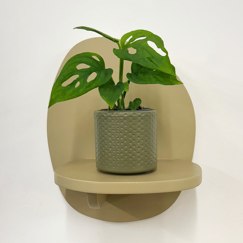 Mini Monstera Obliqua & Pot